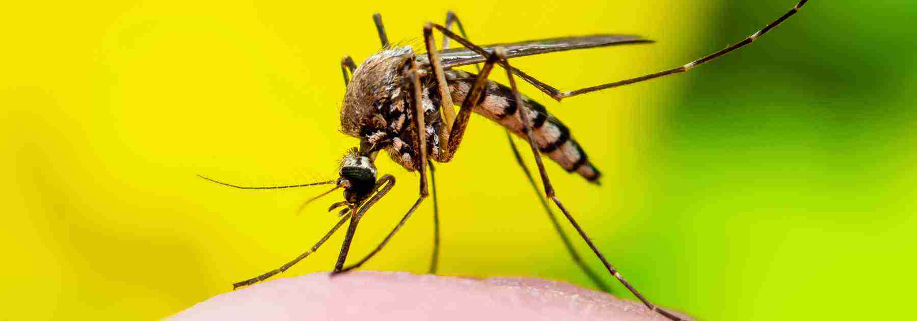 yellow fever vaccine in fermanagh
