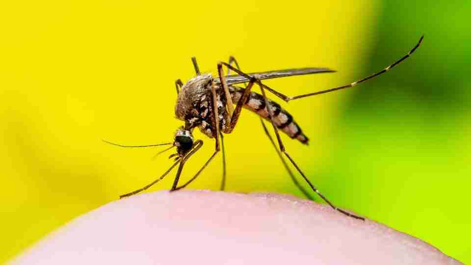 yellow fever vaccine in Fermanagh