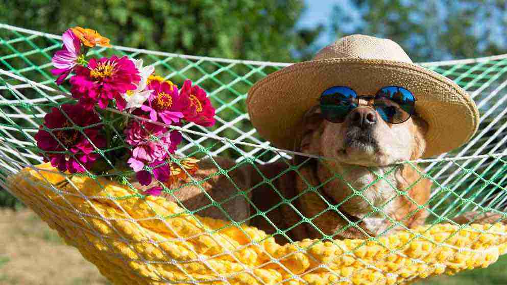 how long does rabies vaccine last?