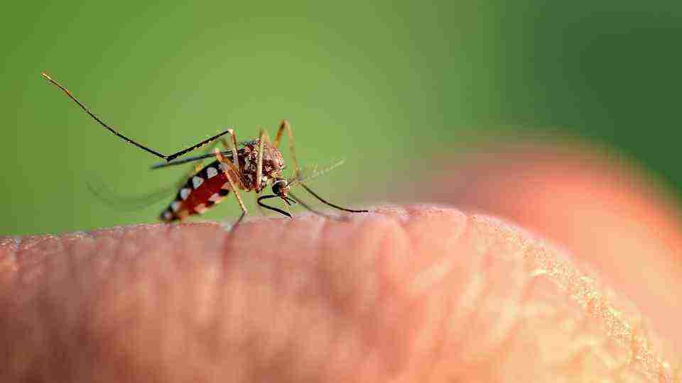How Long Does The Yellow Fever Vaccination Last