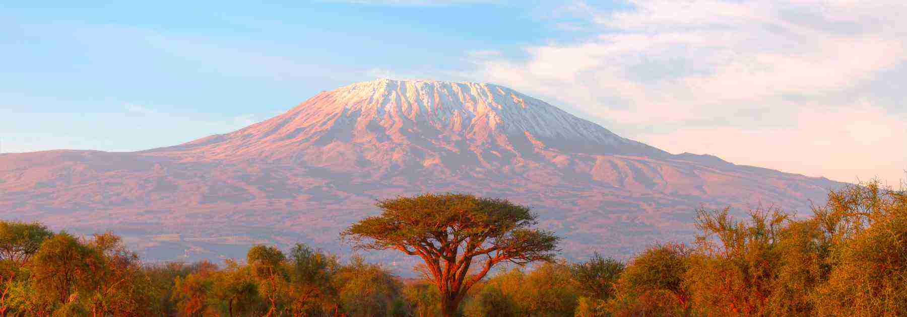Kilimanjaro pictured behind a tree