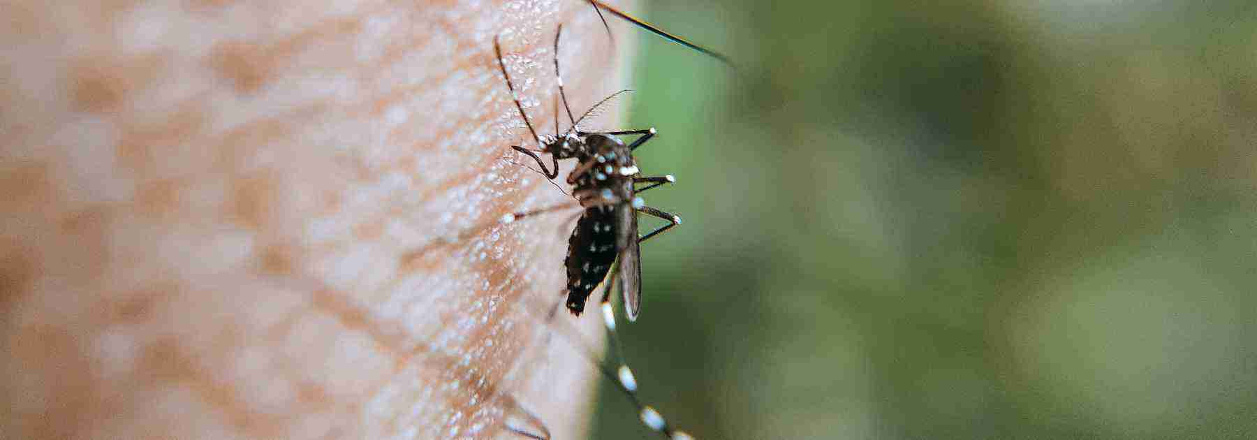 Mosquito biting a person close up