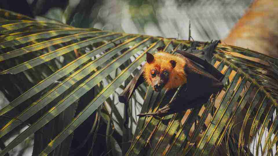 Bat in jungle