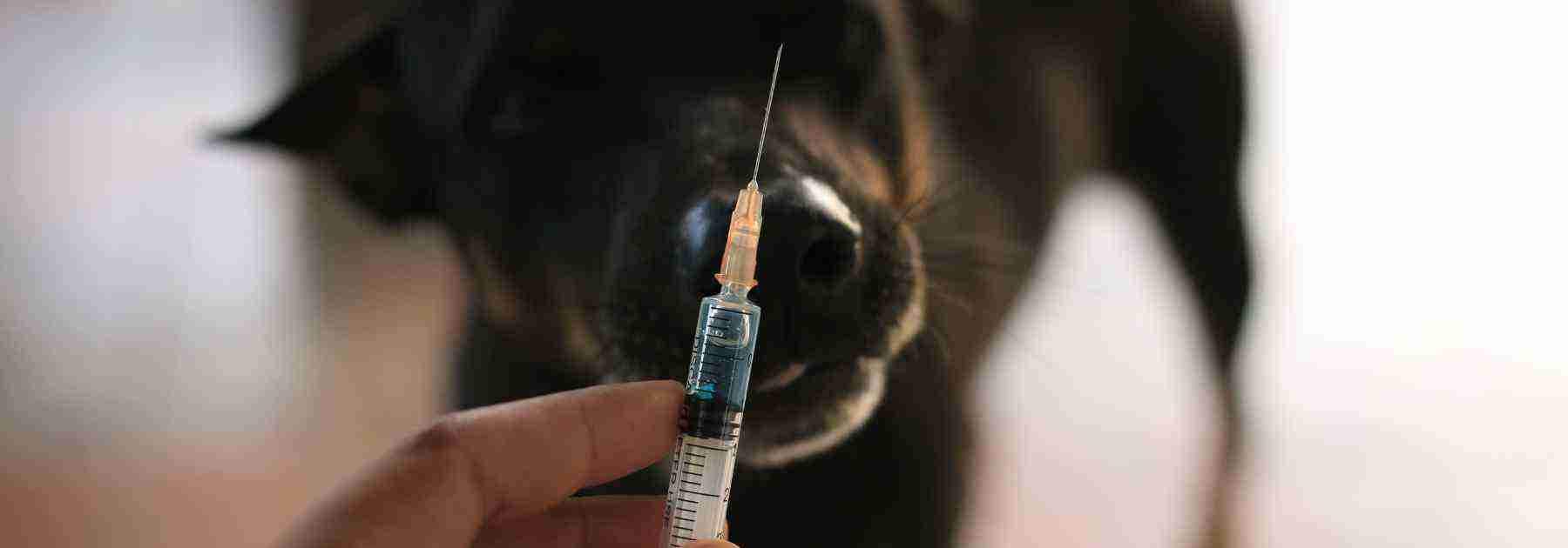 Dog getting rabies vaccine