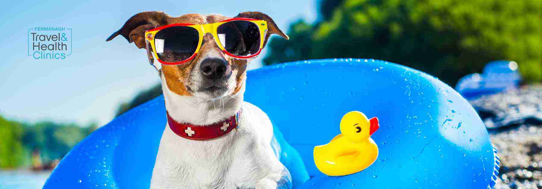 Dog on vacation representing Rabies vaccine